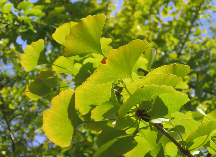 Ginkgo biloba